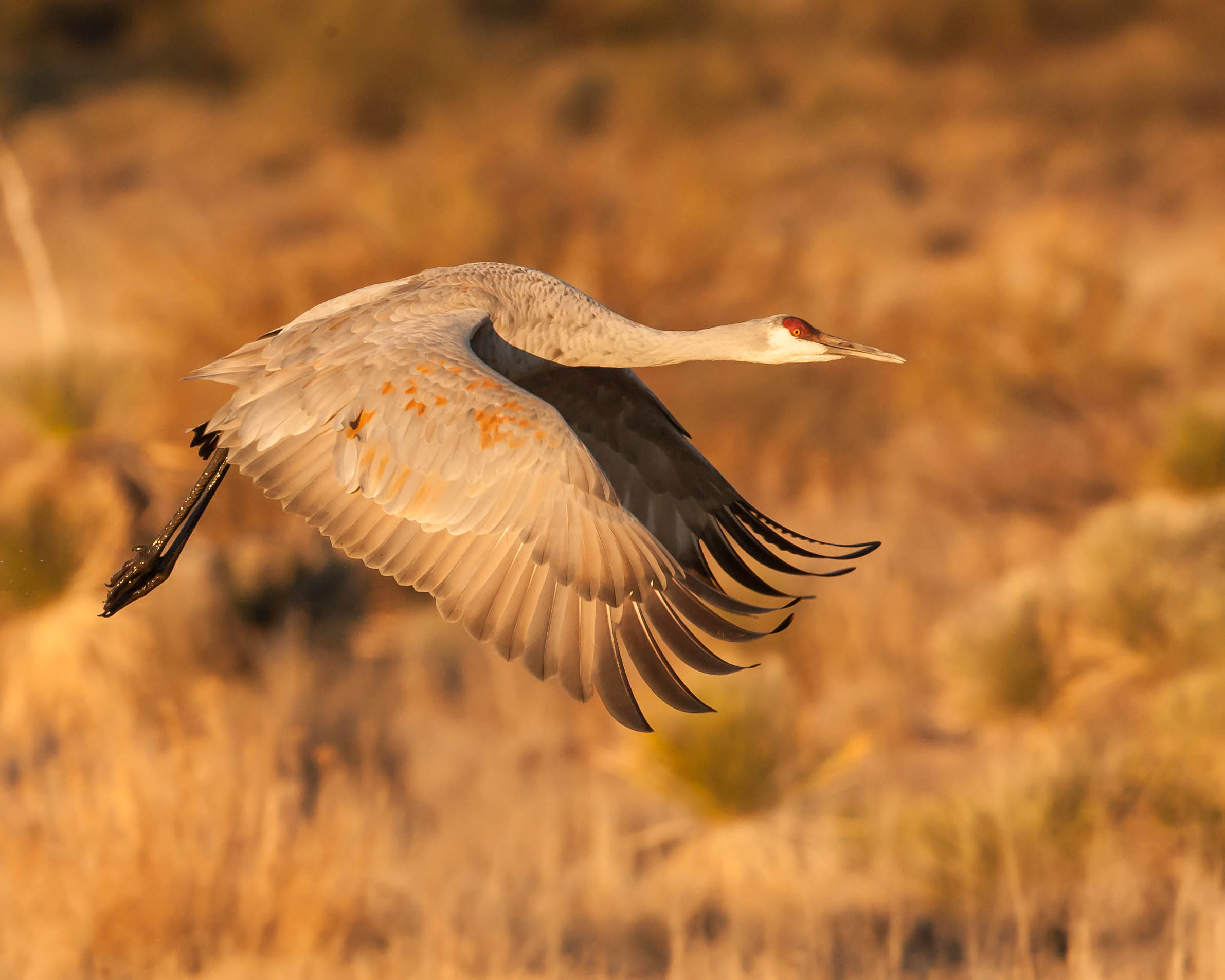 Morning Light at Bosque del Apache NWR, New Mexico