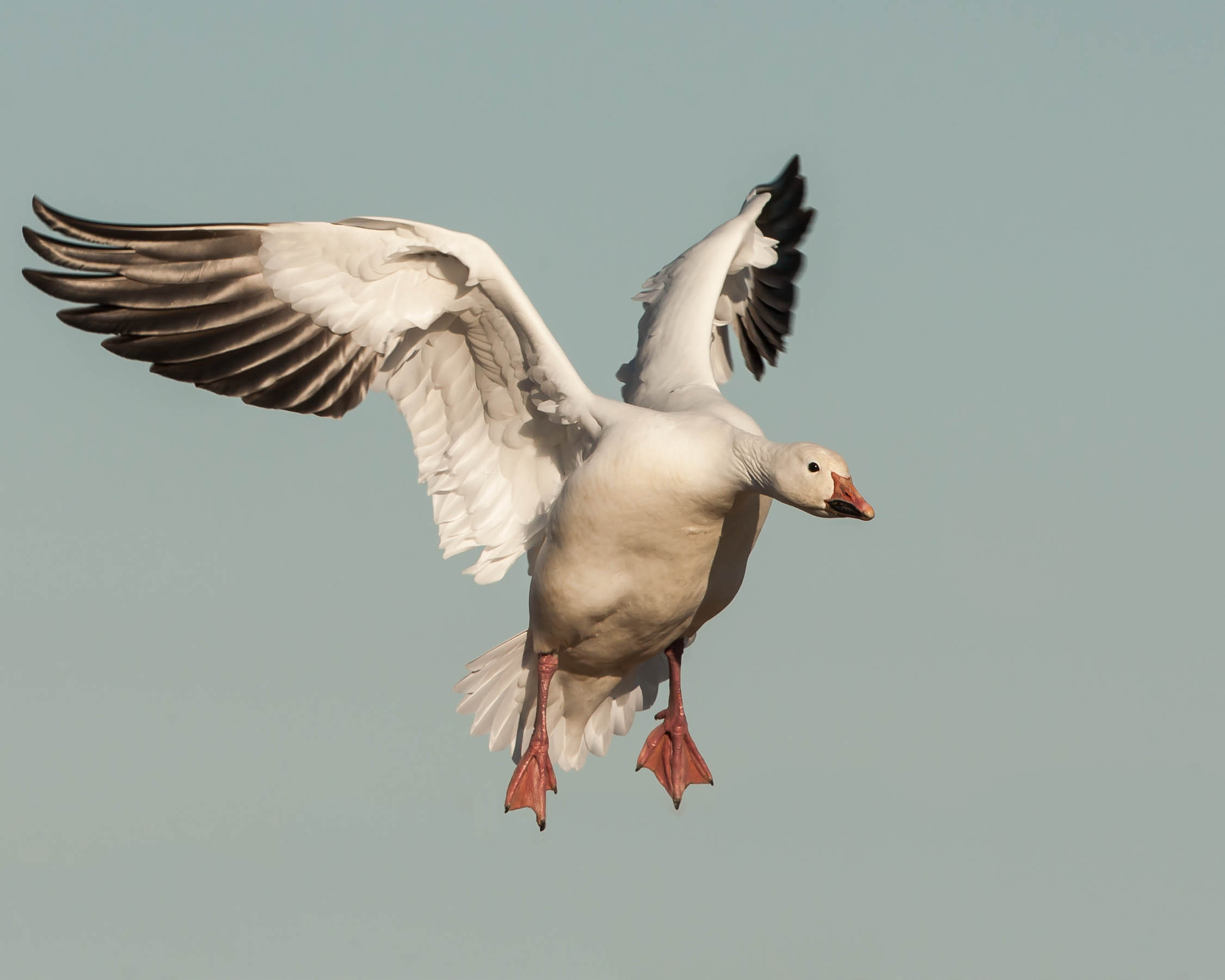 Snow Goose, on approach