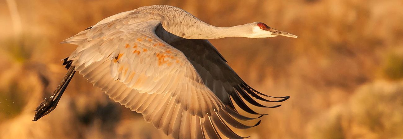 Bosque Del Apache NWR, New Mexico