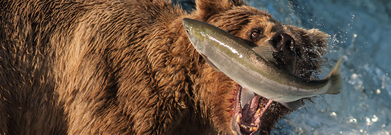 Brooks Falls, Katmai National Park, Alaska