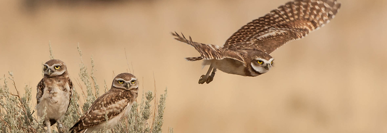 Antelope Island State Park, Utah